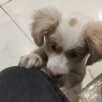 سگ پاکوتا شناسنامه دار