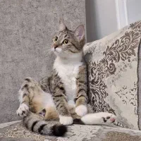 واگذاری. عقیم شده. واکسن زده. قرص خورده رایگان