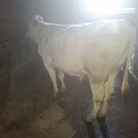 فروش گاو نر