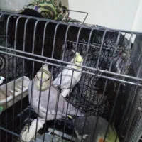 عروس|پرنده|ساوه, |دیوار