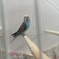 یک عدد مرغ عشق  ماده انگلیسی