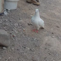 چینا و مینای تضمین