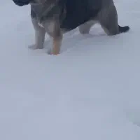 سگ خوب|سگ|نظر کهریزی, |دیوار