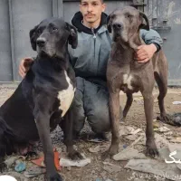 سگ گریدین اصل شناسنامه دار