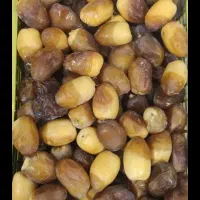رطب عسلی سطلی و سبدی ، خشت