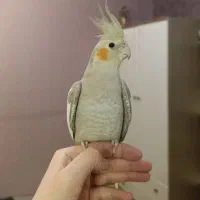 عروس هلندی زیبا و رام