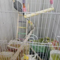 سلام سه عدد عروس هلندی دوتا ماده ویک نر