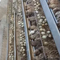 تخم بلدرچین خوراکی|خوردنی و آشامیدنی|خمام, |دیوار