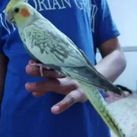 عروس هلندی خشگل کشیده فوق العاده دستی سخنگو زیبا