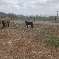 توله قدرجان