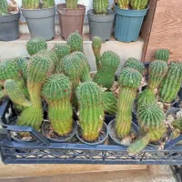 کاکتوس|گل و گیاه طبیعی|یزد, |دیوار