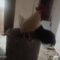 مرغ و خروس