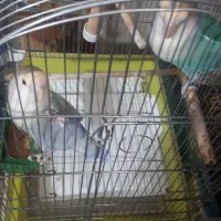 برزیلی با قفس|پرنده|ملارد, |دیوار