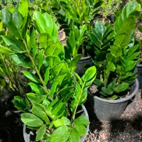 گل طبیعی|گل و گیاه طبیعی|رفسنجان, |دیوار