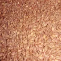 گندم برای بذر  سهم خورده و بوجار شده