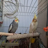 عروس هلندی  باقفس ۳۲۰۰۰۰۰|پرنده|ابهر, |دیوار