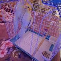 عروس هلندی|پرنده|بندرعباس, |دیوار