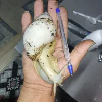 حلزون آچاتینا سوپر مولد