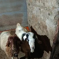 بز نر (ساورین) داشتی