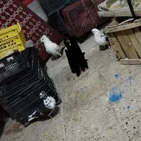 فروش3 کبوتر|پرنده|مهدی شهر, |دیوار