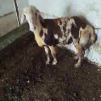 بره بروجردی پوست گاوی
