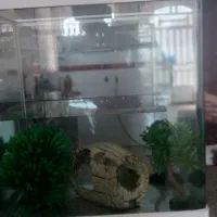 فروش آکواریوم|ماهی|شیراز, ریاستی|دیوار