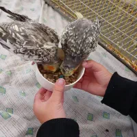 عروس هلندی|پرنده|سیمین شهر, |دیوار