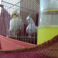 عروس هلندی سخنگو