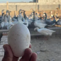 تولید روزانه تخم غاز