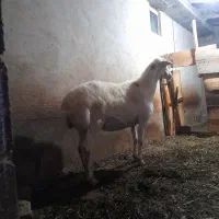 گوسفند ماده
