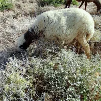 گوسفند‌ماده‌گوشتی