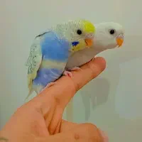 مرغ عشق دستی فول رام روانسر|پرنده|روانسر, |دیوار