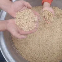 بذر برنج سوزنی  برای کاشت