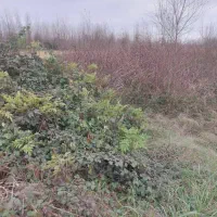 ۳۸۷متر زمین خشکی داخل طرهادی