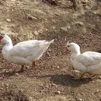 اردک اسرائیلی