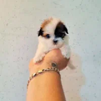 پامران تربیت شده عدد بالا|سگ|خاش, |دیوار