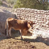 قیمت 75میلیون