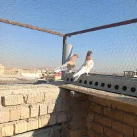 کبوتر کله زرد نر وماده|پرنده|شیراز, شهرک گلها|دیوار