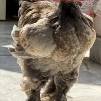 خروس برهما