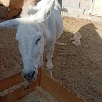 فروش یک عدد الاغ اخته