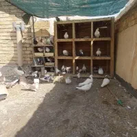 کفتر طوقی.کاشونی پرشی