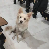 سگ اشپیتز|سگ|کهریزک, |دیوار