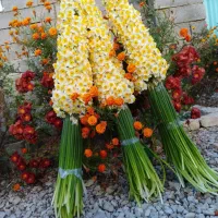 فروش عمده و خرده گل نرگس