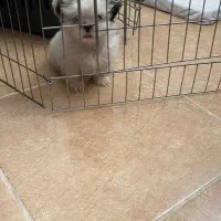 سگ شیتزو دو ماهه