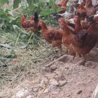 مرغ وخروس مهریز