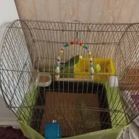 قفس|لوازم جانبی حیوانات|باقرشهر, |دیوار