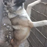 سگ دورگه گرگی .الابای