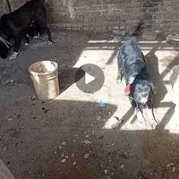 سگ نر قدرجونیی آدمی سفت ب شرط کامل بخون|سگ|ابریشم, |دیوار