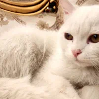 گربه بریتیش|گربه|ارومیه, |دیوار