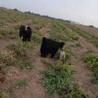 بز وبیگ|حیوانات مزرعه|شوشتر, |دیوار